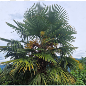 Neofite invasive: gestione delle palme